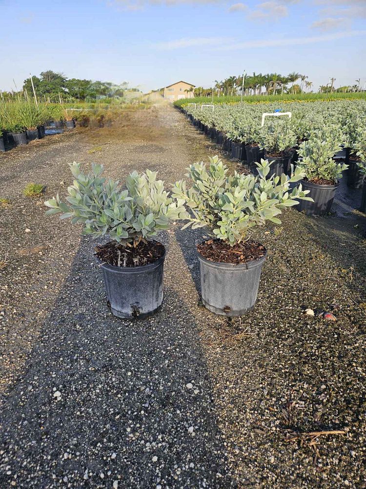 conocarpus-erectus-sericeus-silver-buttonwood