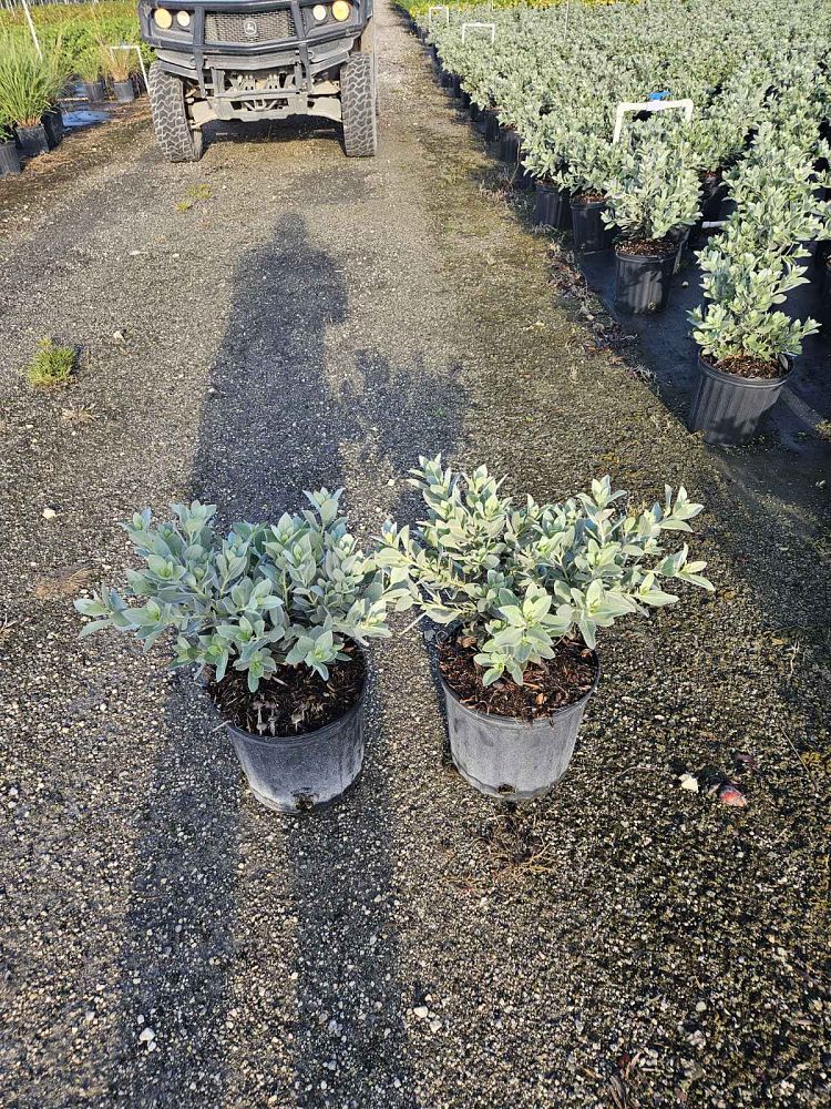 conocarpus-erectus-sericeus-silver-buttonwood