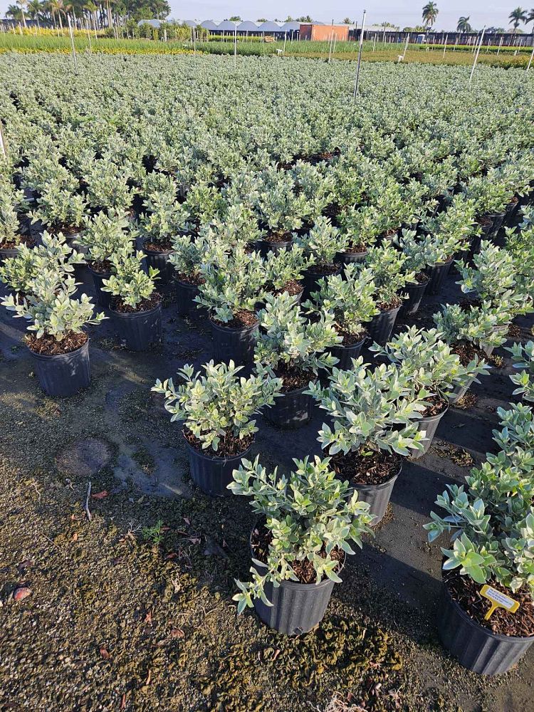 conocarpus-erectus-sericeus-silver-buttonwood