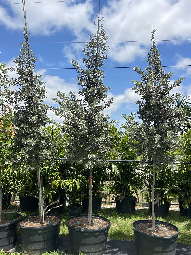 conocarpus-erectus-sericeus-silver-buttonwood