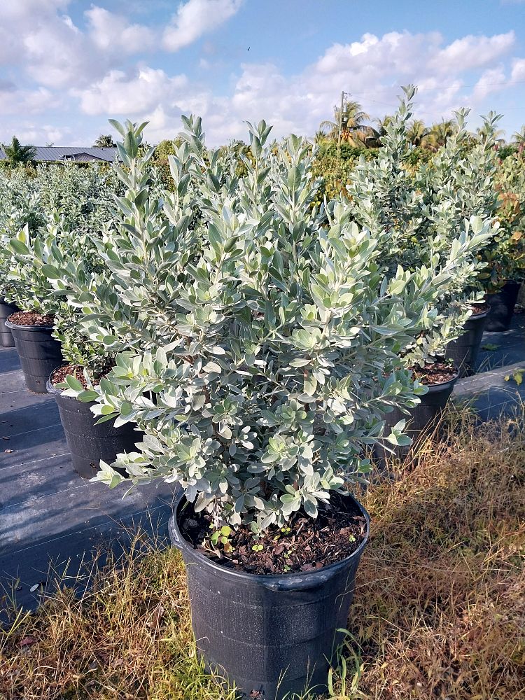 conocarpus-erectus-sericeus-silver-buttonwood