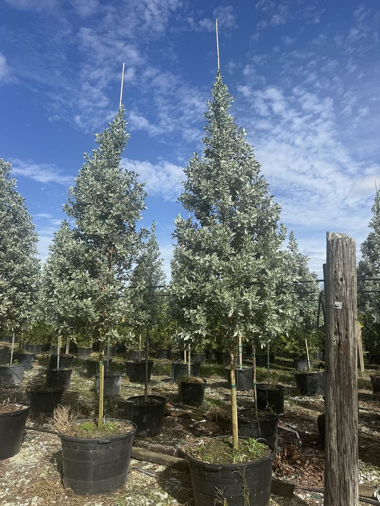 conocarpus-erectus-sericeus-silver-buttonwood