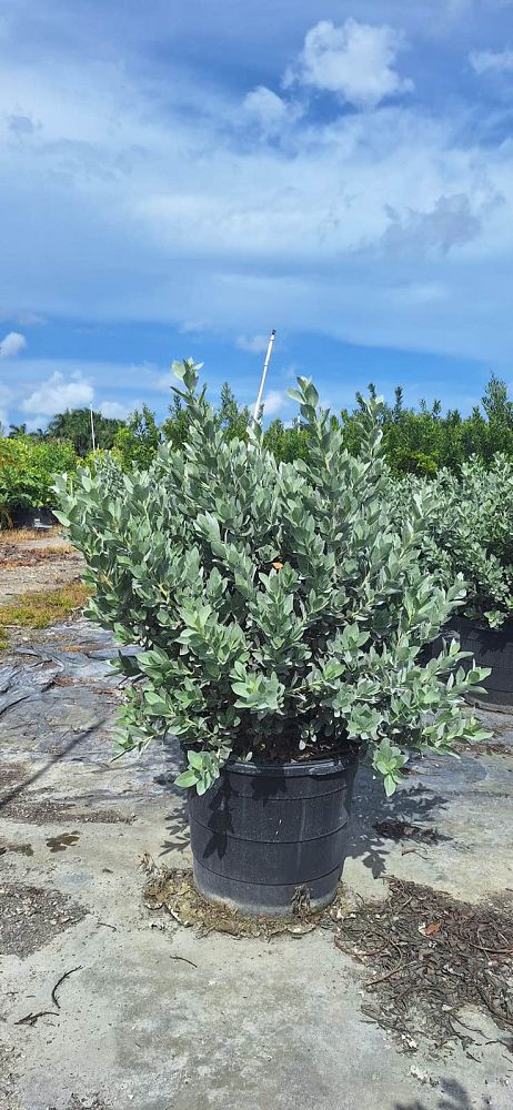 conocarpus-erectus-sericeus-silver-buttonwood