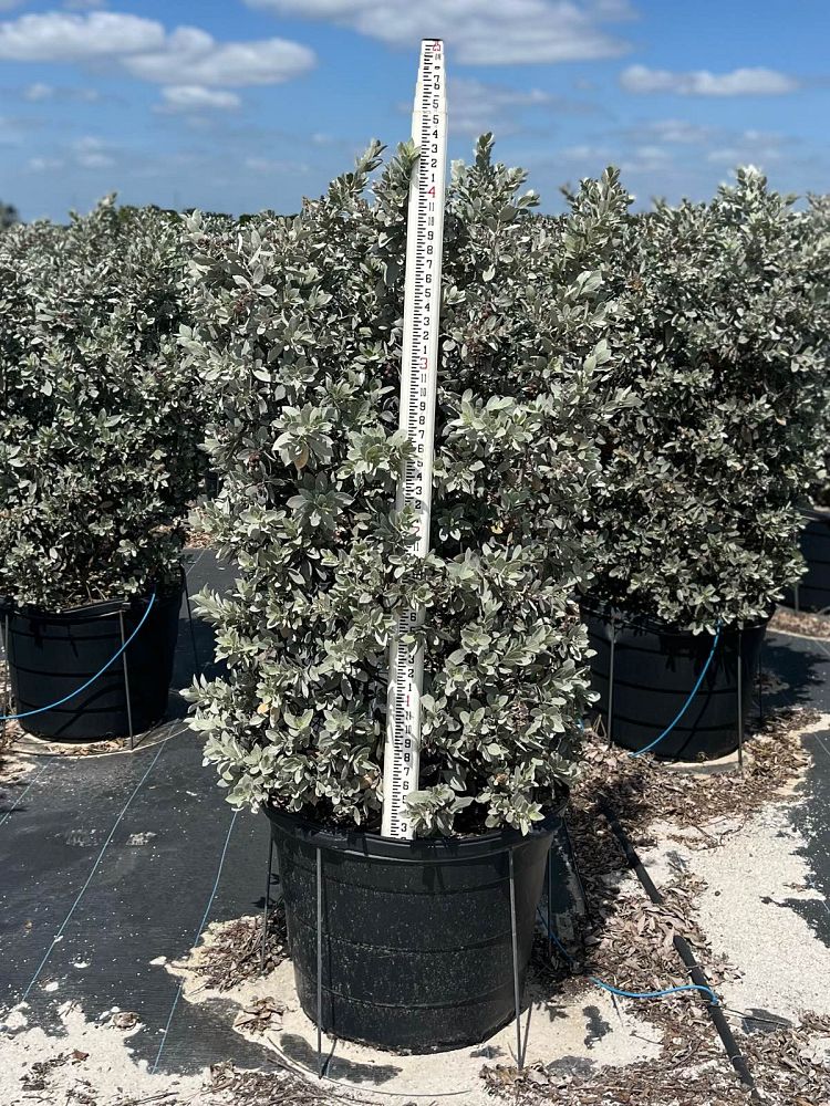 conocarpus-erectus-sericeus-silver-buttonwood