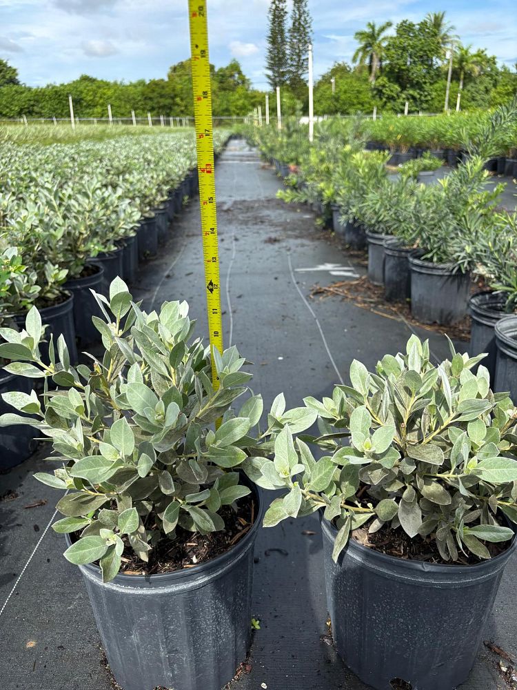 conocarpus-erectus-sericeus-silver-buttonwood
