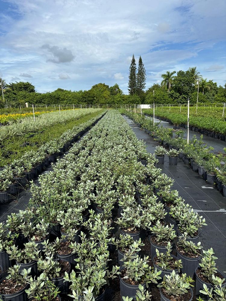 conocarpus-erectus-sericeus-silver-buttonwood