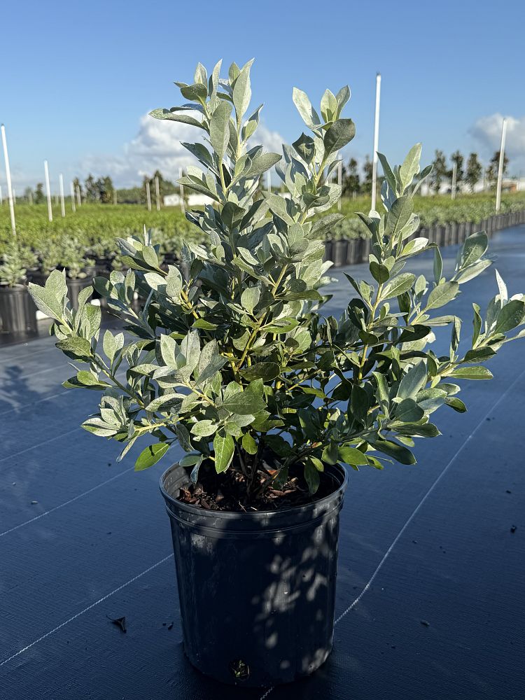 conocarpus-erectus-sericeus-silver-buttonwood