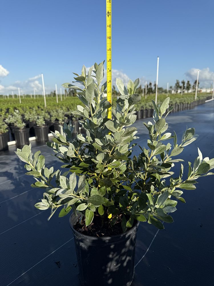 conocarpus-erectus-sericeus-silver-buttonwood