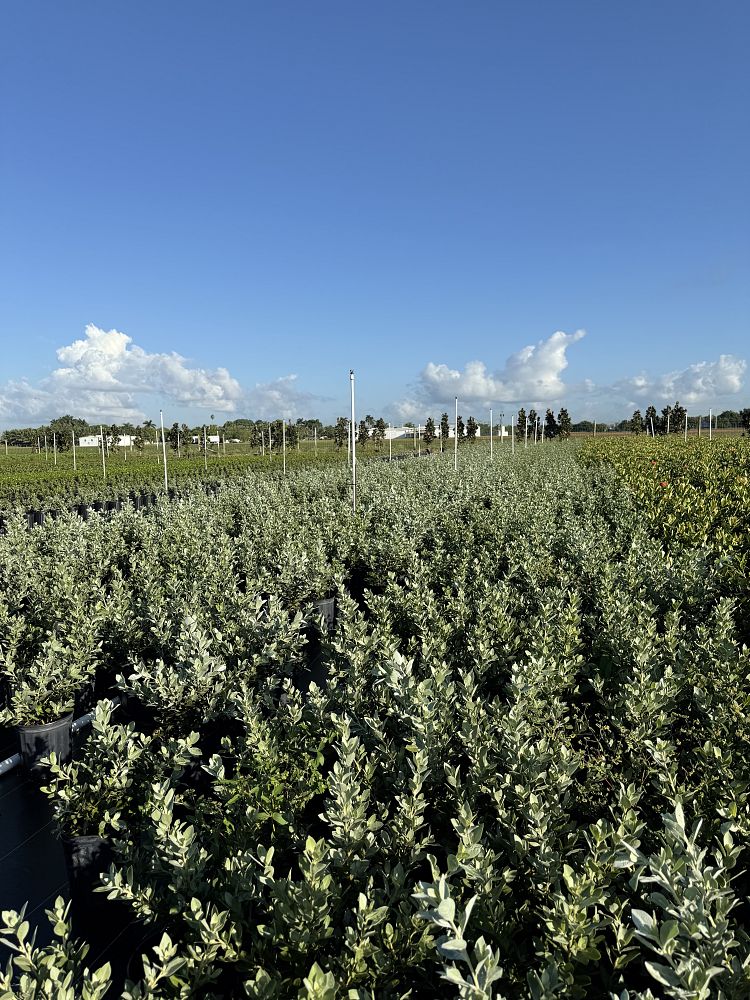 conocarpus-erectus-sericeus-silver-buttonwood