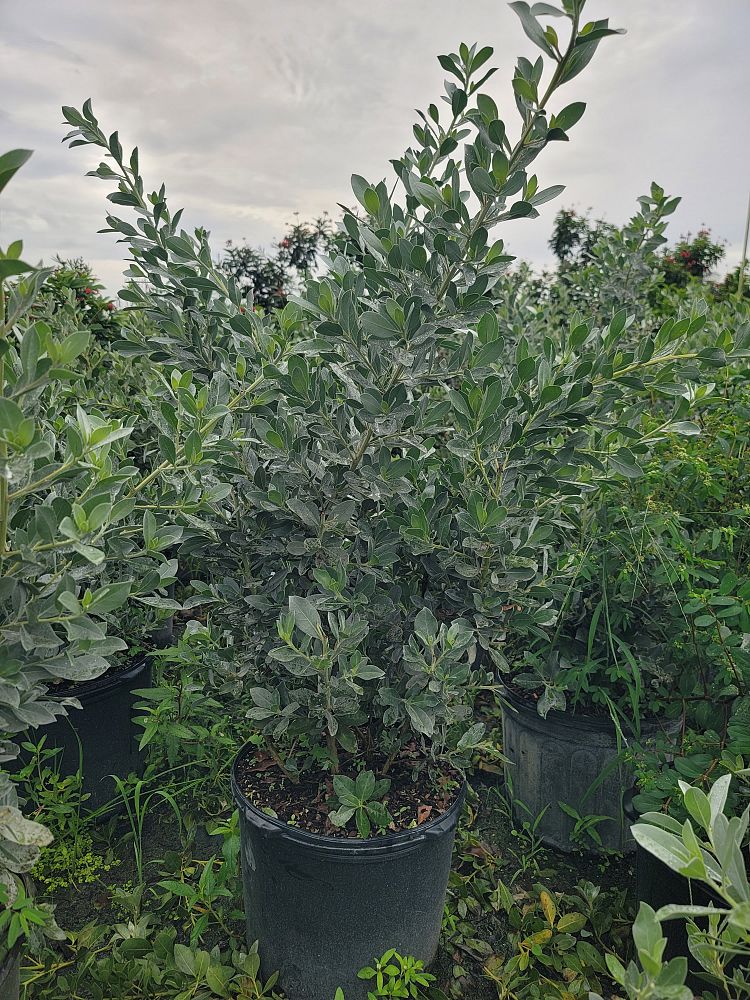 conocarpus-erectus-sericeus-silver-buttonwood