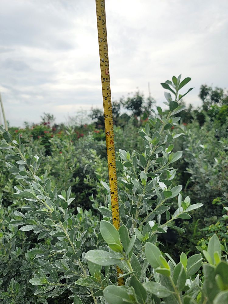 conocarpus-erectus-sericeus-silver-buttonwood