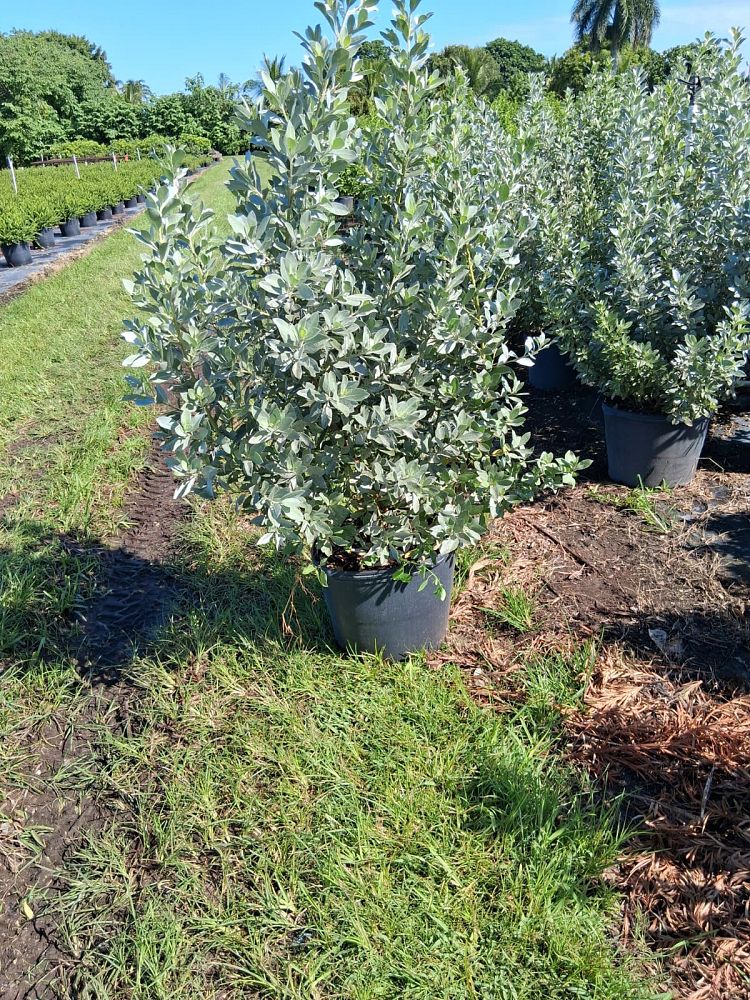 conocarpus-erectus-sericeus-silver-buttonwood