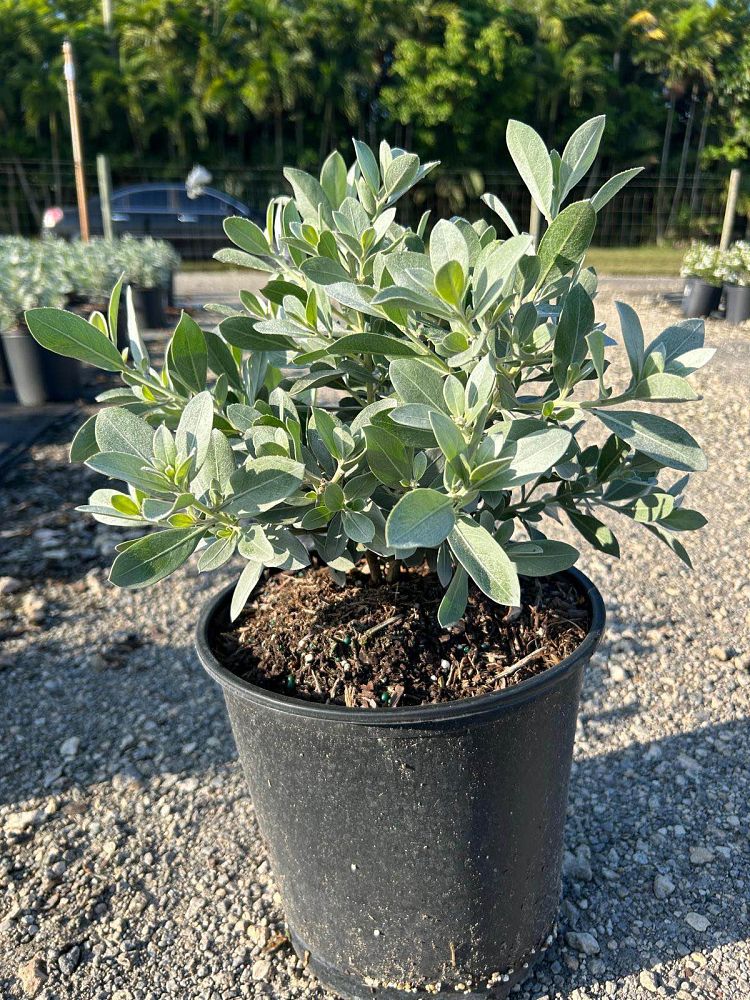 conocarpus-erectus-sericeus-silver-buttonwood