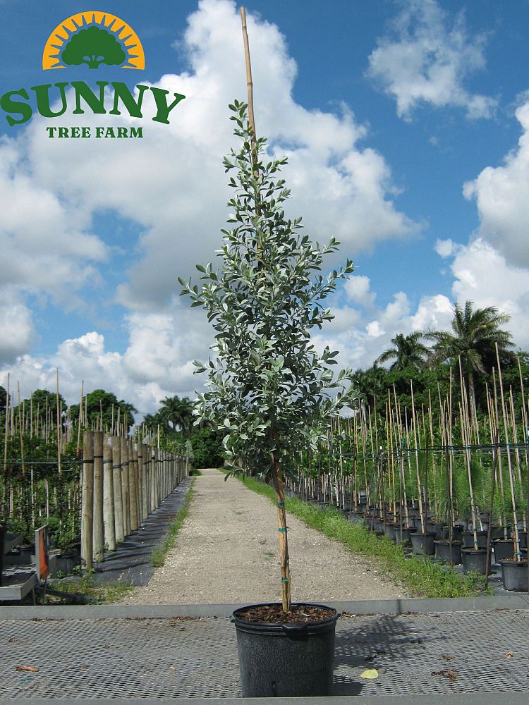 conocarpus-erectus-sericeus-silver-buttonwood