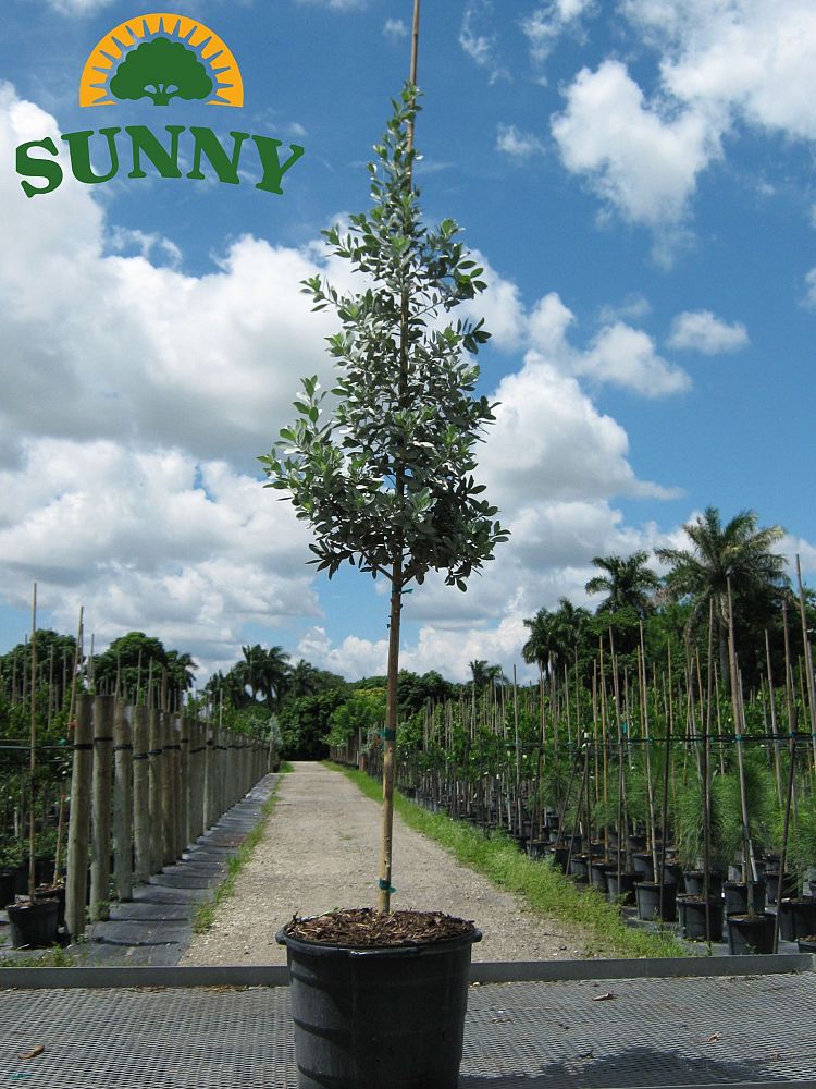 conocarpus-erectus-sericeus-silver-buttonwood