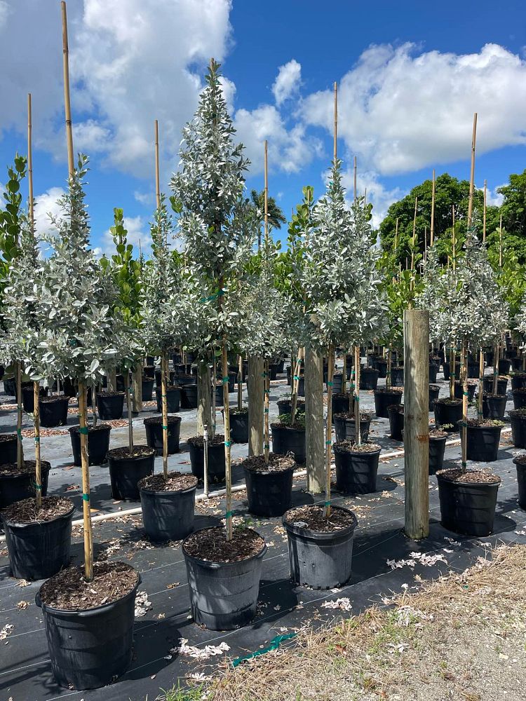 conocarpus-erectus-sericeus-silver-buttonwood