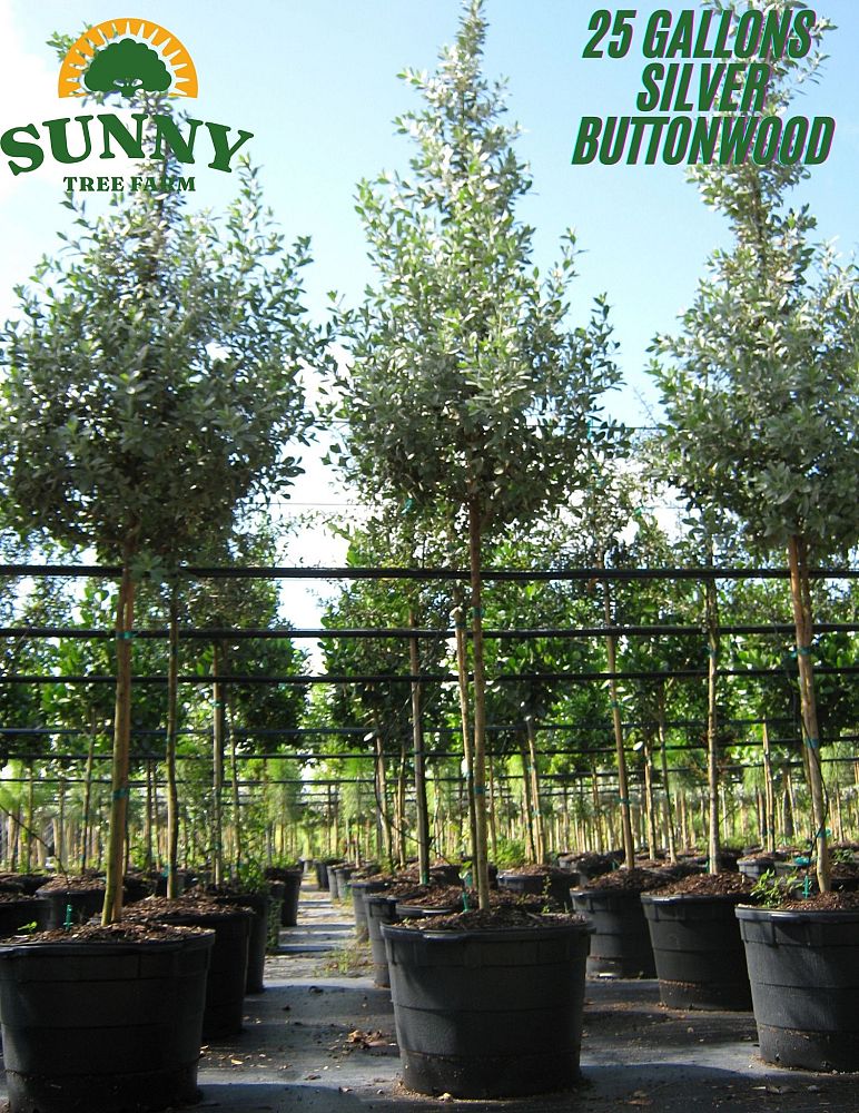 conocarpus-erectus-sericeus-silver-buttonwood