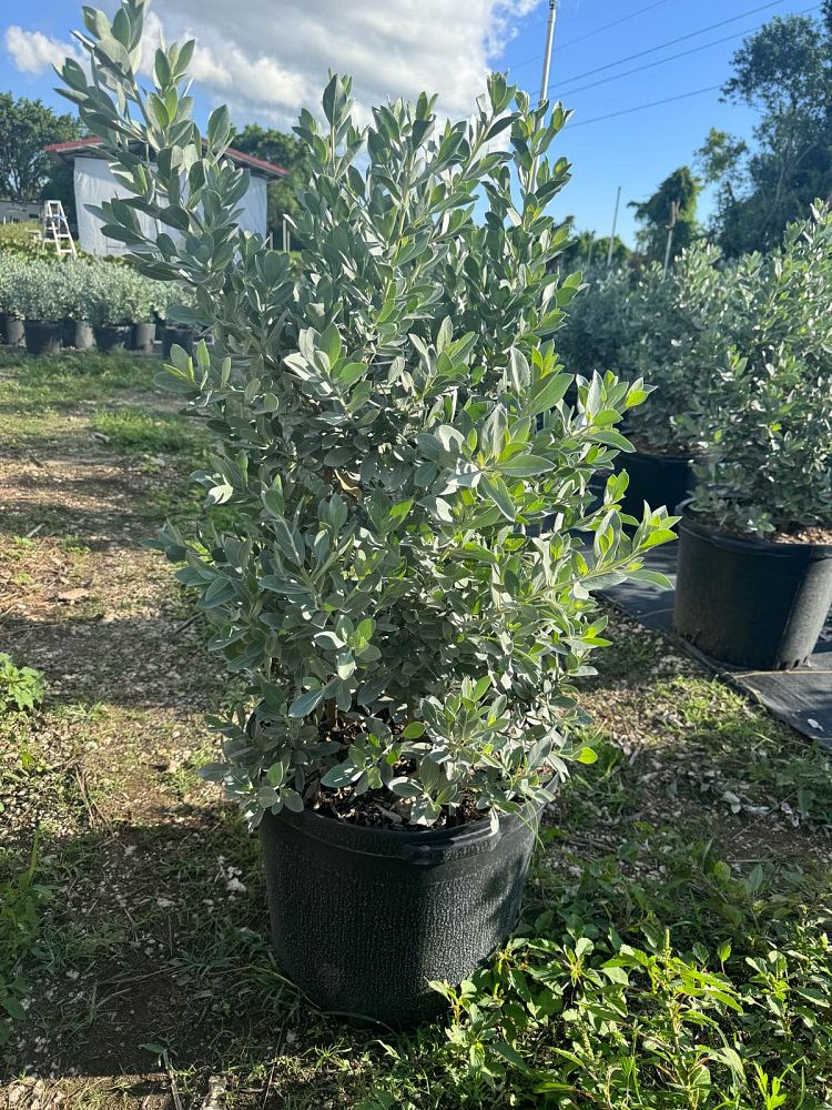 conocarpus-erectus-sericeus-silver-buttonwood