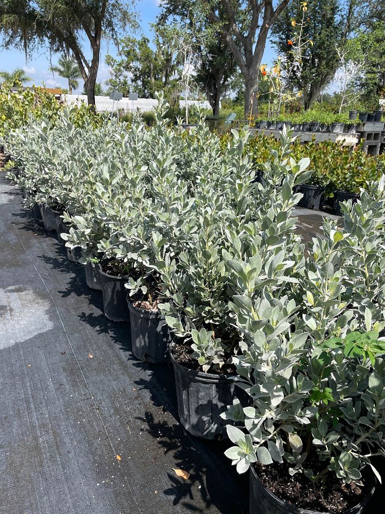 conocarpus-erectus-sericeus-silver-buttonwood