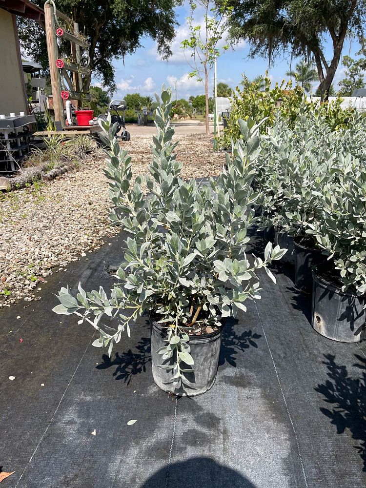 conocarpus-erectus-sericeus-silver-buttonwood