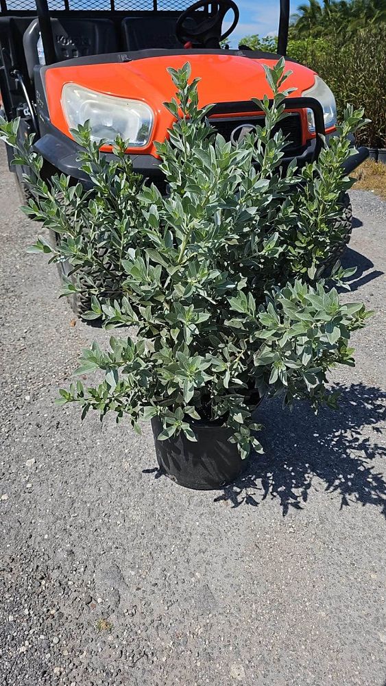 conocarpus-erectus-sericeus-silver-buttonwood