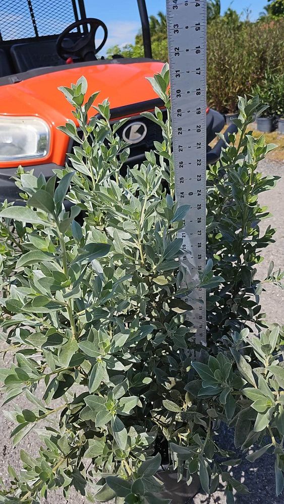 conocarpus-erectus-sericeus-silver-buttonwood