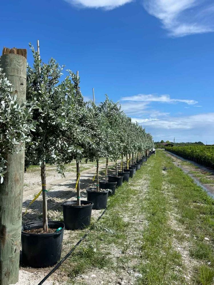 conocarpus-erectus-sericeus-silver-buttonwood