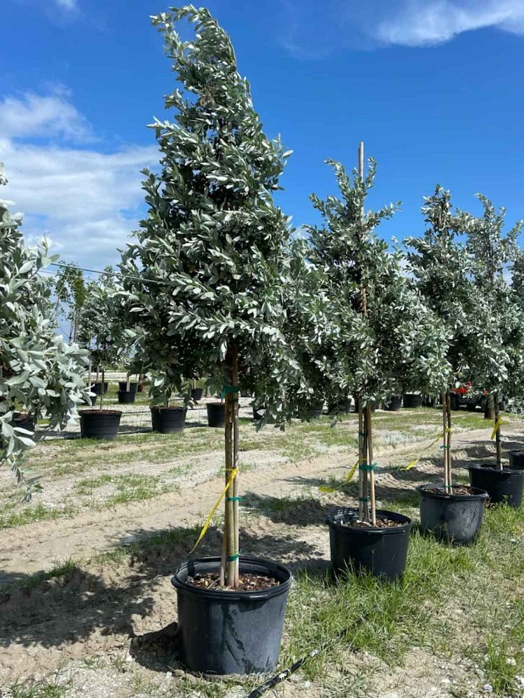 conocarpus-erectus-sericeus-silver-buttonwood