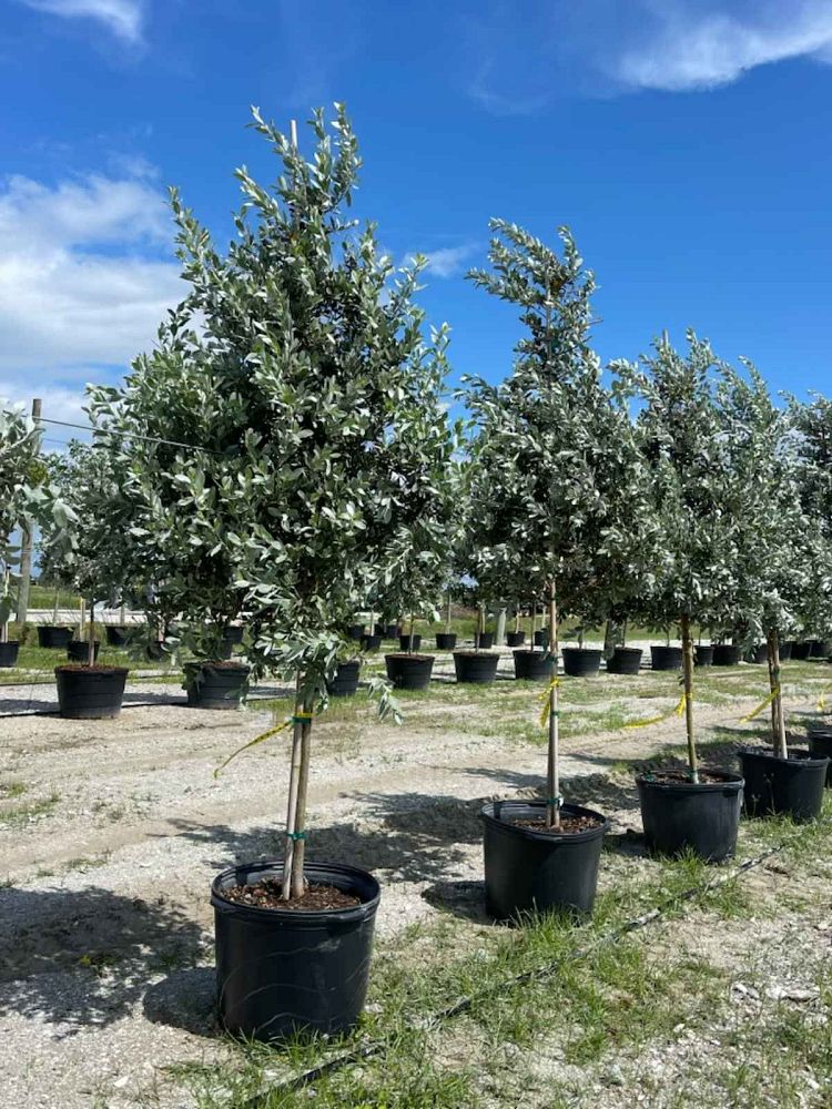 conocarpus-erectus-sericeus-silver-buttonwood