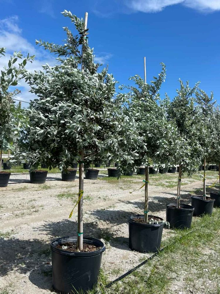 conocarpus-erectus-sericeus-silver-buttonwood
