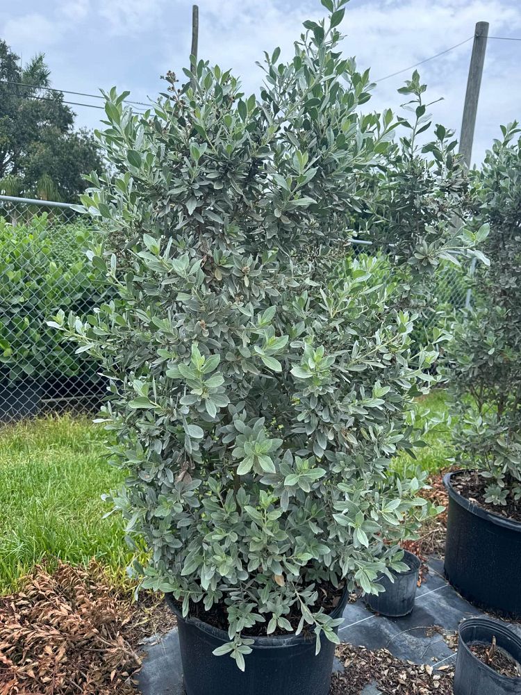 conocarpus-erectus-sericeus-silver-buttonwood