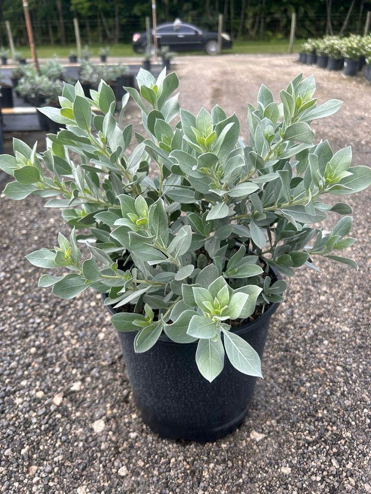 conocarpus-erectus-sericeus-silver-buttonwood