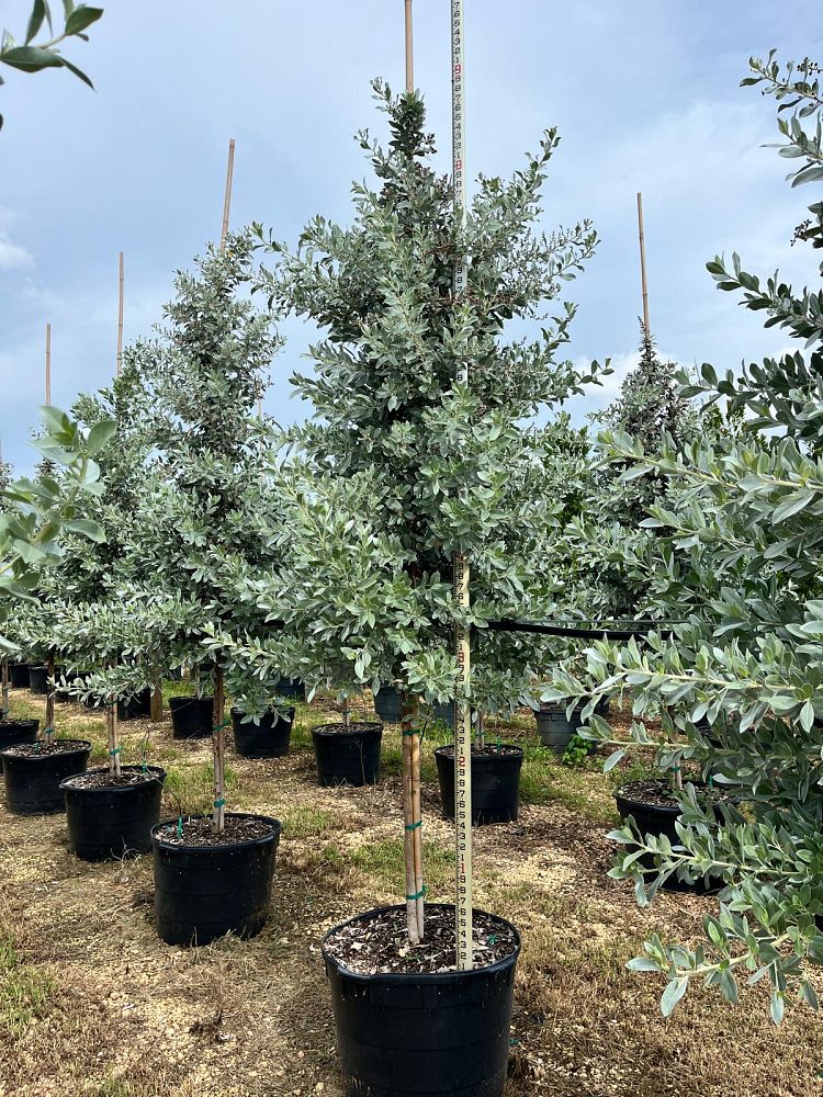 conocarpus-erectus-sericeus-silver-buttonwood