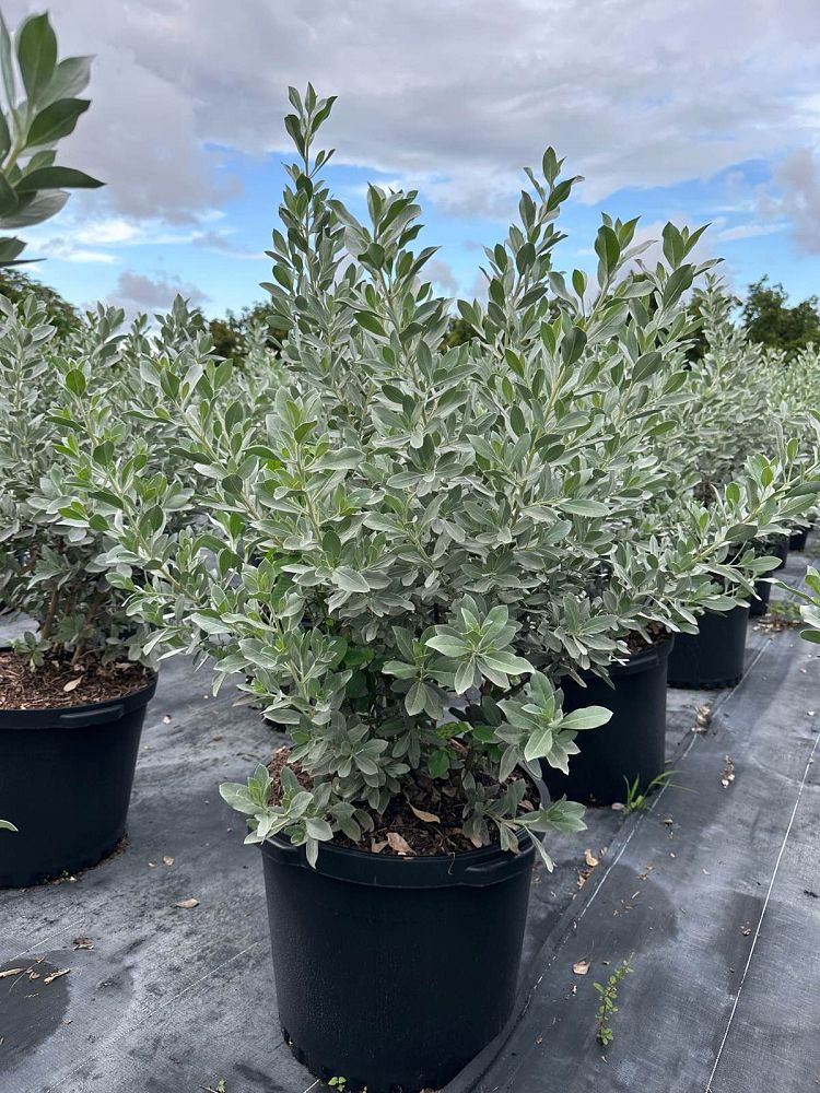 conocarpus-erectus-sericeus-silver-buttonwood