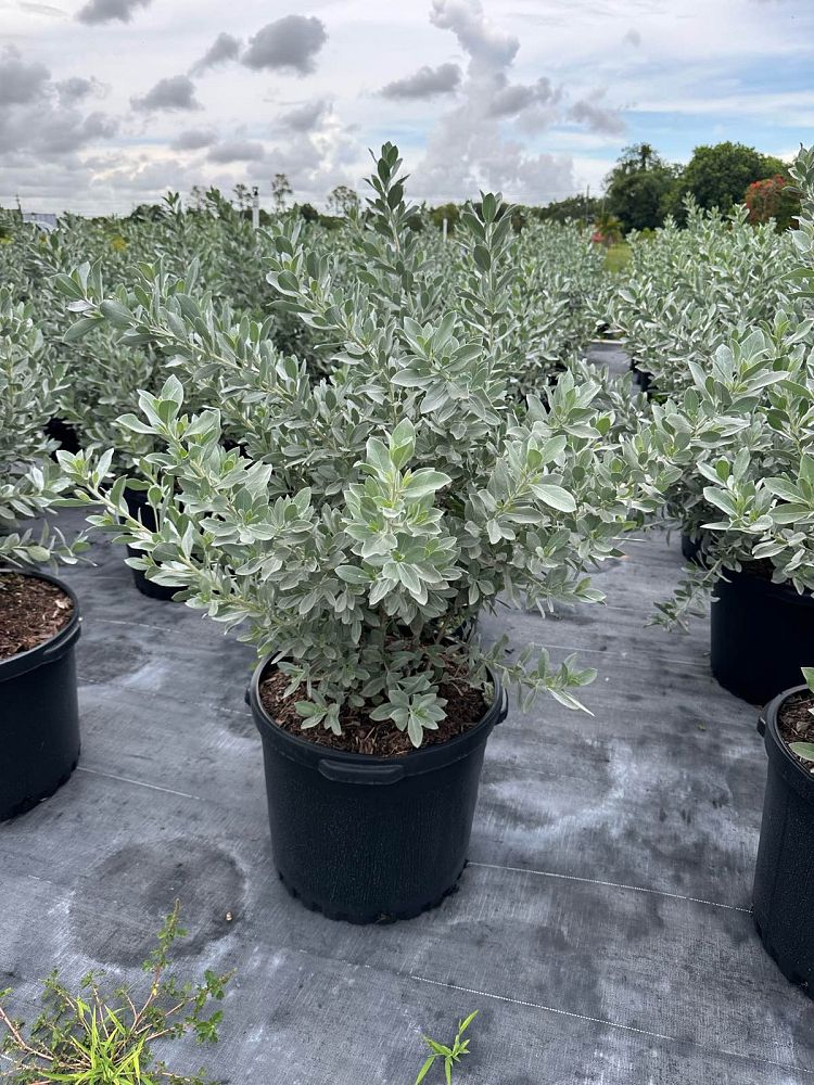 conocarpus-erectus-sericeus-silver-buttonwood