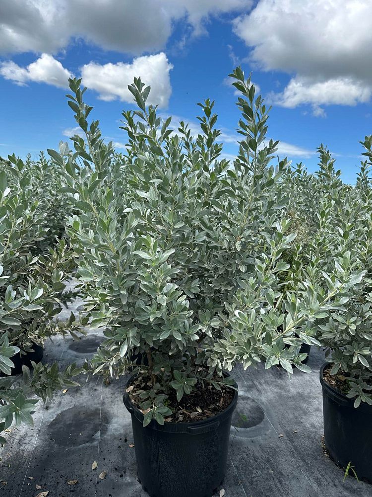 conocarpus-erectus-sericeus-silver-buttonwood