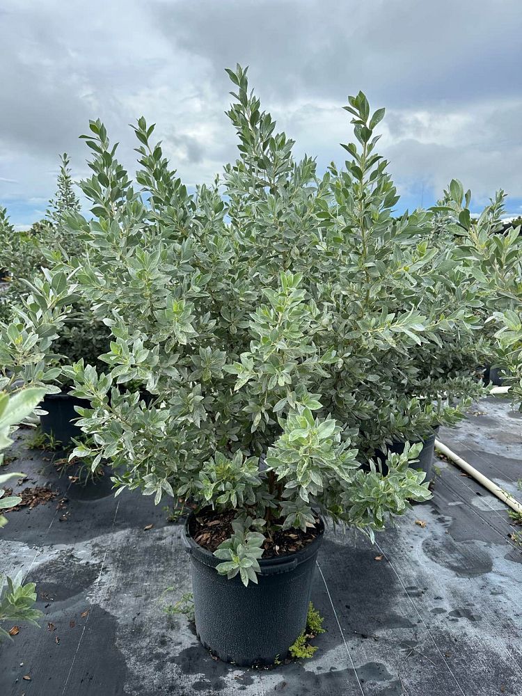 conocarpus-erectus-sericeus-silver-buttonwood