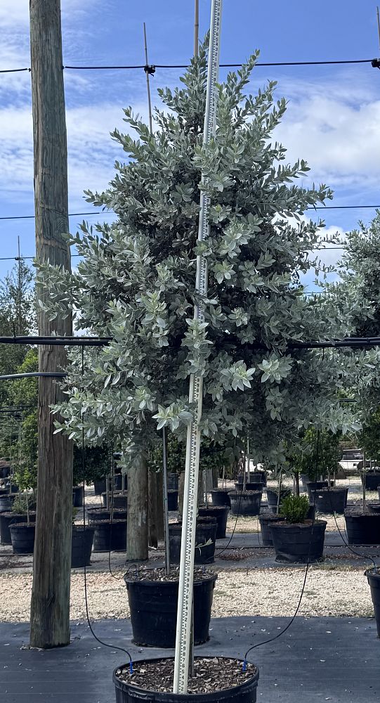 conocarpus-erectus-sericeus-silver-buttonwood