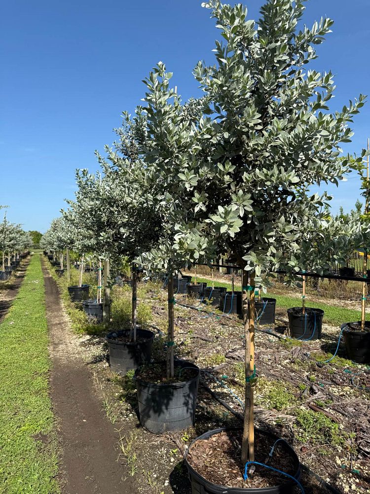 conocarpus-erectus-sericeus-silver-buttonwood