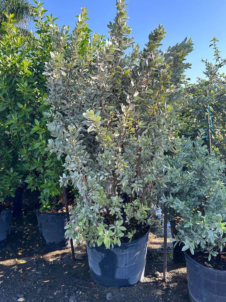 conocarpus-erectus-sericeus-silver-buttonwood