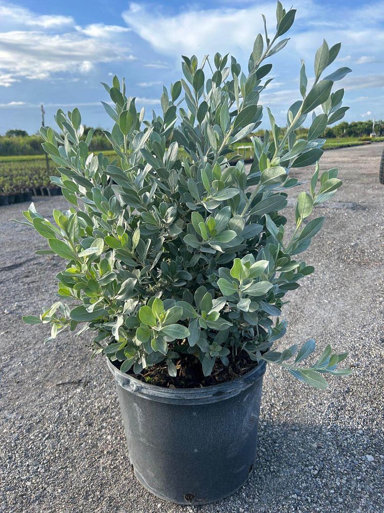 conocarpus-erectus-sericeus-silver-buttonwood