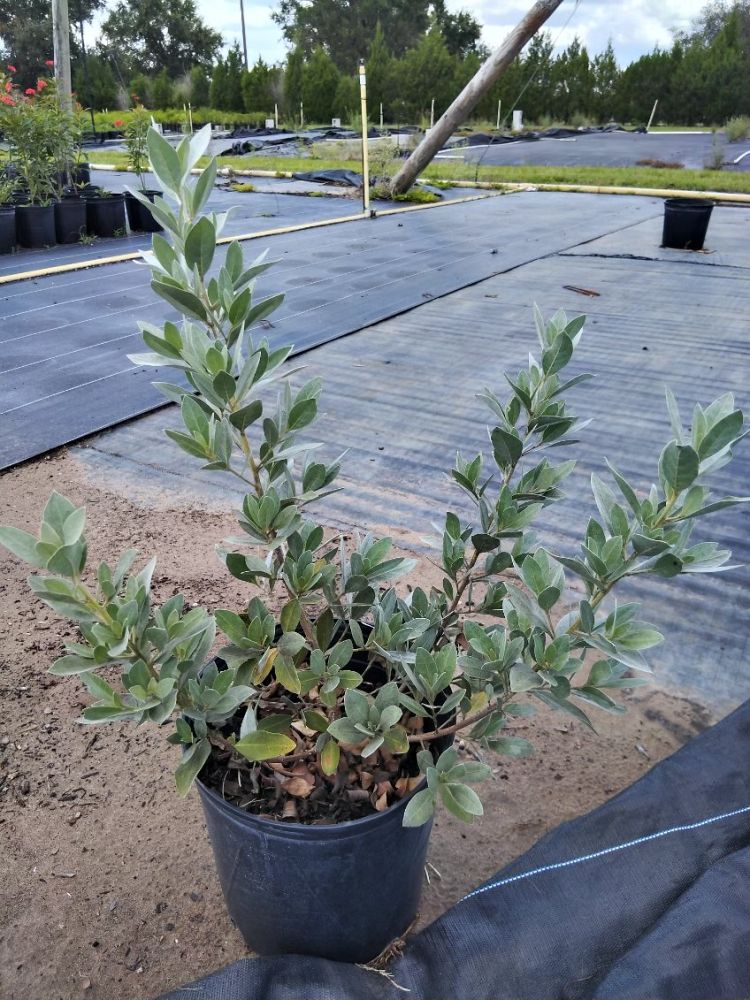 conocarpus-erectus-sericeus-silver-buttonwood