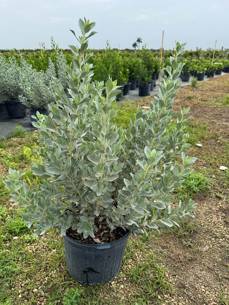 conocarpus-erectus-sericeus-silver-buttonwood