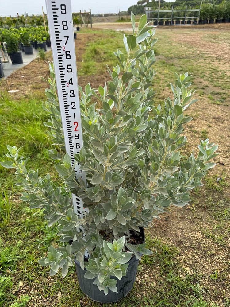 conocarpus-erectus-sericeus-silver-buttonwood