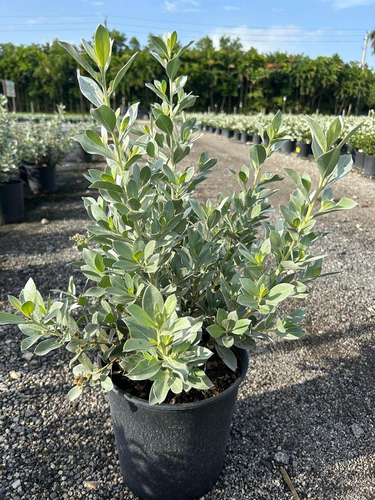 conocarpus-erectus-sericeus-silver-buttonwood
