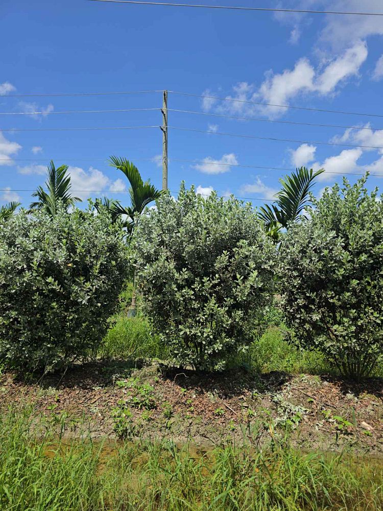 conocarpus-erectus-sericeus-silver-buttonwood