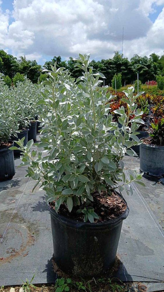 conocarpus-erectus-sericeus-silver-buttonwood