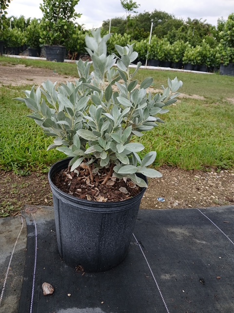 conocarpus-erectus-sericeus-silver-buttonwood
