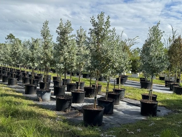 conocarpus-erectus-sericeus-silver-buttonwood