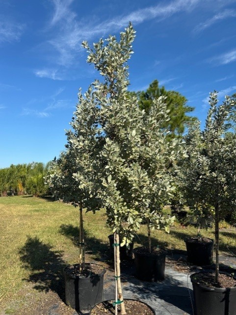 conocarpus-erectus-sericeus-silver-buttonwood